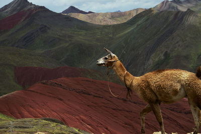 Donkey standing on mountain