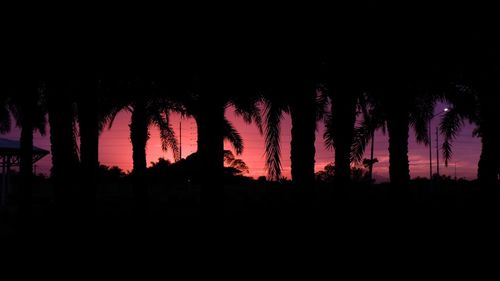 Silhouette trees against sky at night