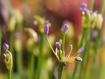 Close-up of purple flower buds