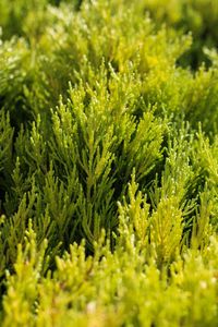 Close-up of fresh green plants