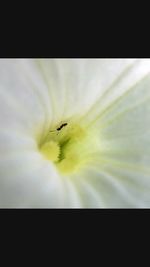 Close-up of insect on flower