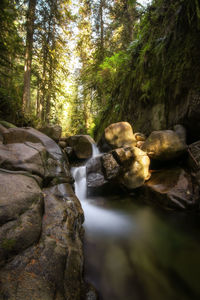 View of rocks in forest