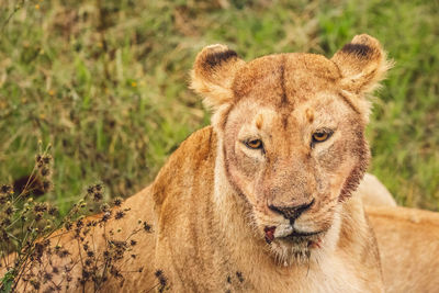 Close-up of lioness