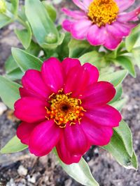 High angle view of pink flower blooming outdoors