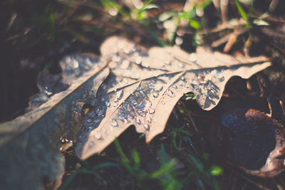 Close-up of leaf on water