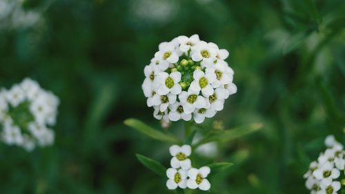 Close-up of white flowers