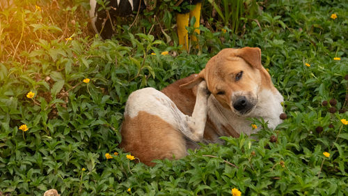 Portrait of dog relaxing on grass