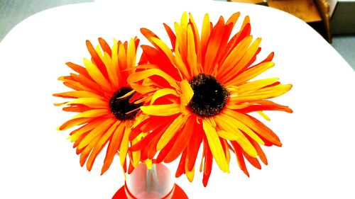 Close-up of flower over white background