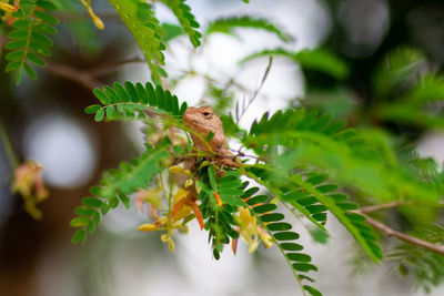 Close-up of bird perching on branch