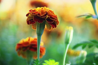 Close-up of yellow flowering plant