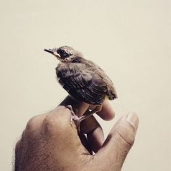 Close-up of bird perching on hand against wall