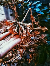 Close-up of hand