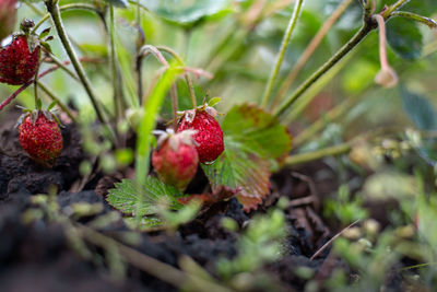 Close-up of berries on plant