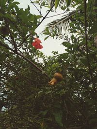 Low angle view of fruits on tree