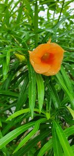 Close-up of wet orange flower