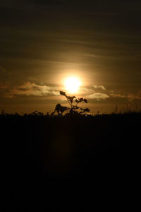 Silhouette plants on field against sky during sunset