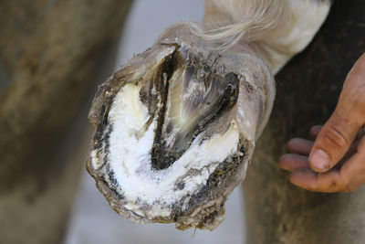 Close-up of hand holding ice cream