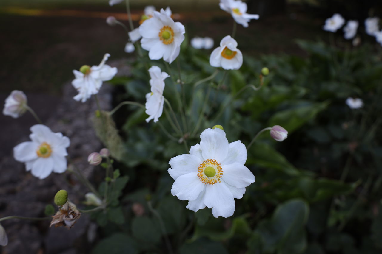 HIGH ANGLE VIEW OF WHITE FLOWERING PLANT