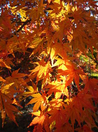 Low angle view of leaves on tree