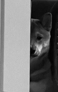 Portrait of young man looking through window