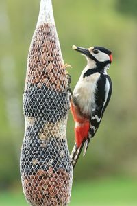 Close-up of woodpecker on bird feeder