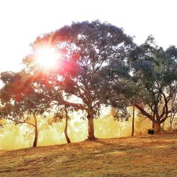 Sunlight streaming through trees on field against sky