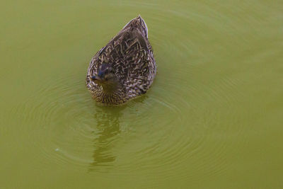 High angle view of a turtle in lake