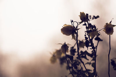 Close-up of wilted plant against sky