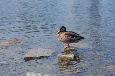 Duck on a lake