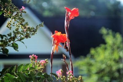 Close-up of pink flowers