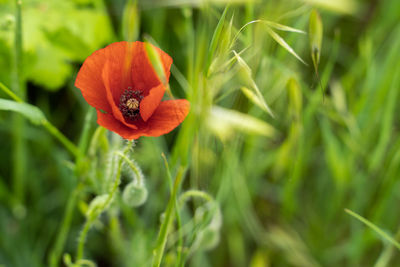 Close-up of red poppy flower