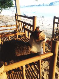 Cat relaxing on chair at beach against sky