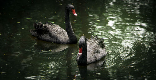 Swan swimming on lake