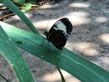 High angle view of butterfly on leaf