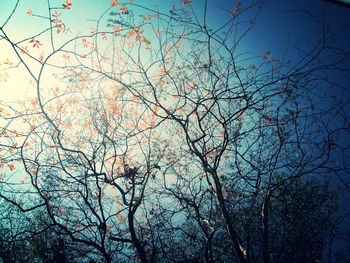 Low angle view of bare tree against blue sky