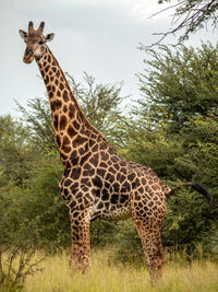 Giraffe standing on field against sky