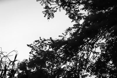 Low angle view of silhouette trees against clear sky