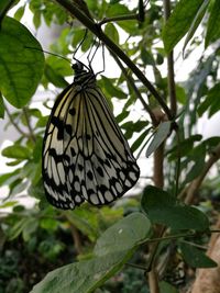 Close-up of butterfly on plant