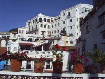 Close-up of pot plants against built structures