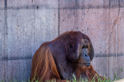 Monkeys in a zoo