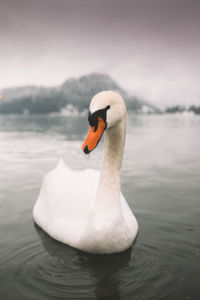 Close-up of swan swimming in lake