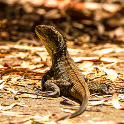 Close-up of lizard