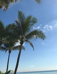Low angle view of palm tree by sea against sky