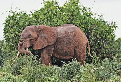 Elephant on tree against sky