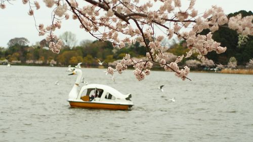 Close-up of flower tree by river against sky