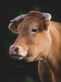 Close-up of cow on field