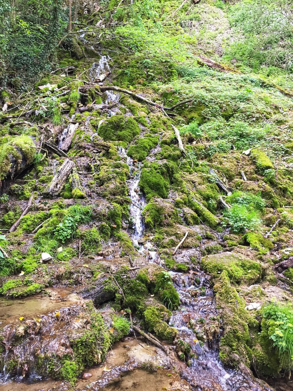 PLANTS GROWING ON ROCKS IN FOREST