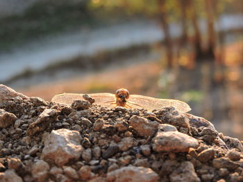 Close-up of insect on rock