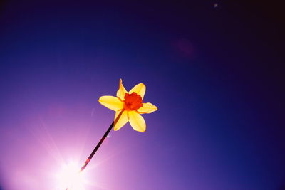 Low angle view of flowers blooming in park