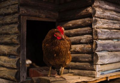 Close-up of rooster on wood